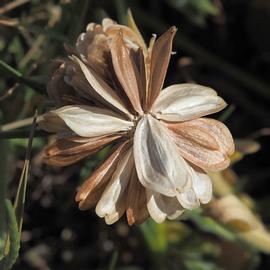   Infructescence:   Dimorphotheca pluvialis ; Photo by South Australian Seed Conservation Centre, used with permission
